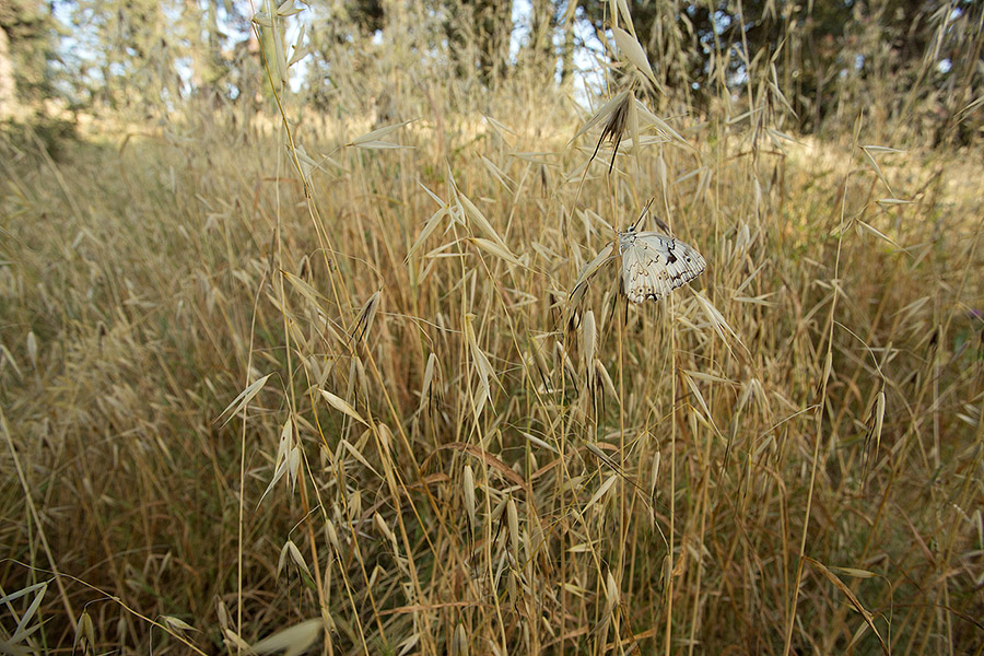 A butterfly I’d found in low vegetation.