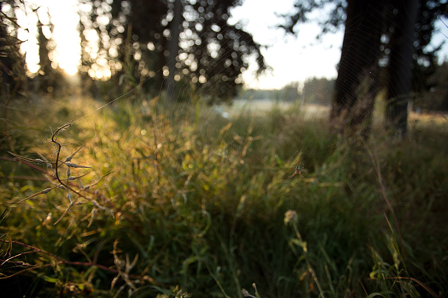 Be careful when you walk in the field: there are countless meticulously-built spider webs!