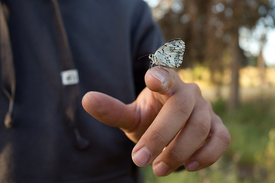 Handling insects is easy if you know their activity hours!