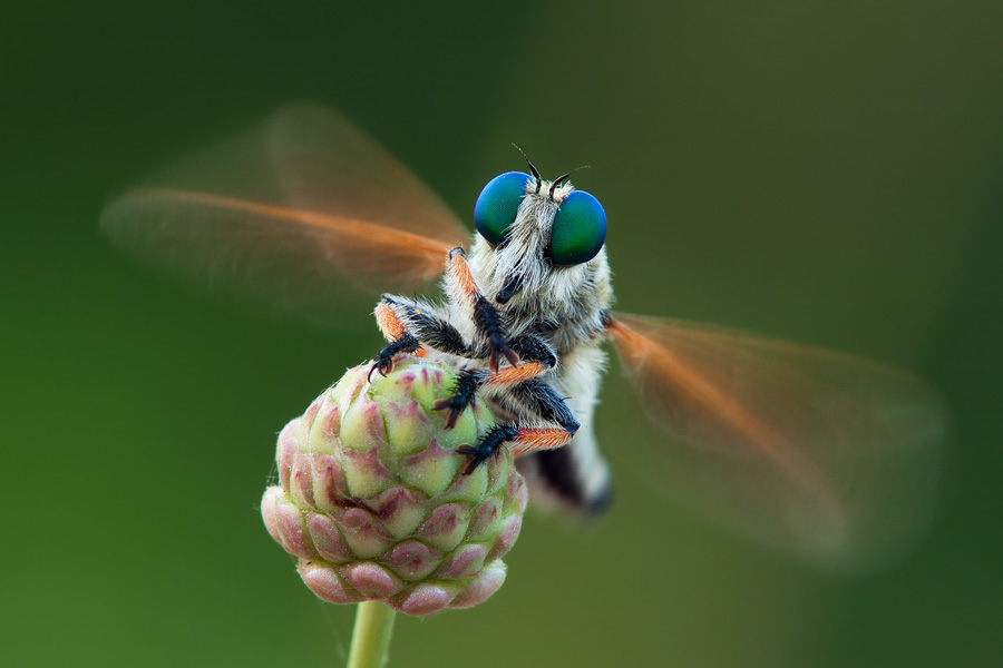 Early morning is great for unique scenes, such as this robber fly warming its flight muscles.