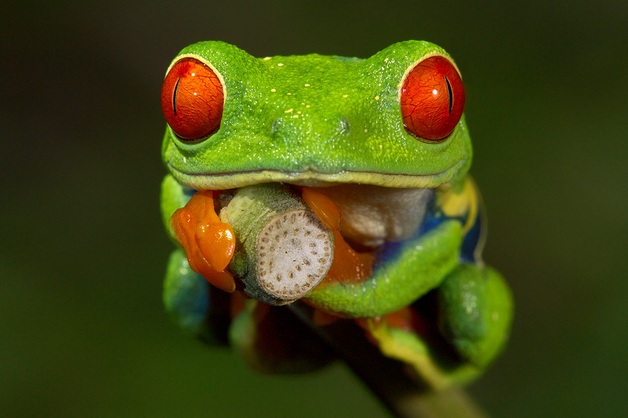 I couldn't have gotten this red-eyed tree frog shot without use of a special image-combination technique. Its body is very deep and if shooting conventionally, I wouldn't have been able to get all of the subject's interesting parts in focus. 