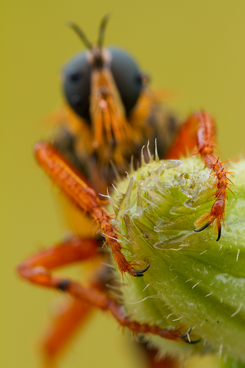 This robber fly was shot at f/9, a medium aperture setting, and it's not even close to being entirely in focus.