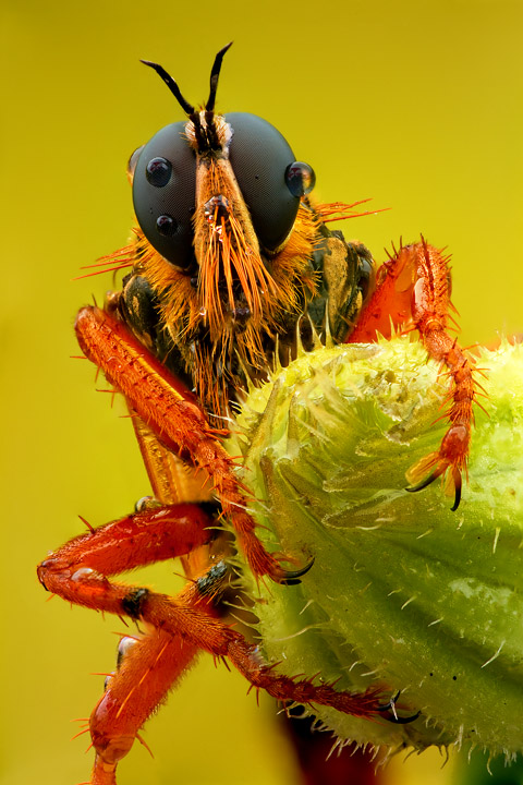 The same fly, focus stacked from 8 different images, all 1.3sec, ISO 200, f/9.