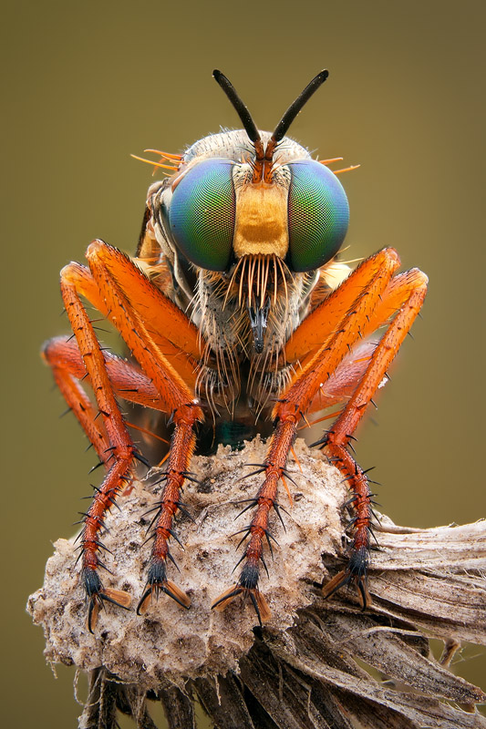 Another robber fly, focus stacked from 11 different shots.