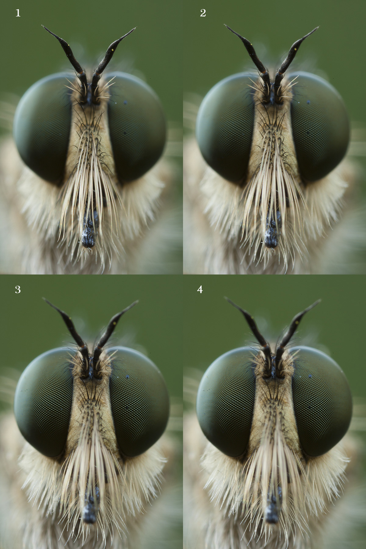 four images of a robber fly I'd like to focus stack. All shot at 1.3sec, ISO 100, f/10.