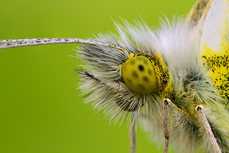 note how the front of this orange tip butterfly’s left-side antenna remains out of focus, and so does its right wing. This is intentional, and done to give the image the 'natural' macro look, where not all the subject is in focus.