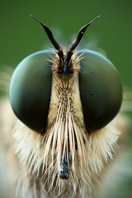 The final, focus stacked and processed result. See how all the interesting parts of the head are in sharp focus, from the front of the proboscis to the eyes. I saw no need to continue the stack to include the further parts of the fly: it would just look unnatural and draw attention from the more important parts of the portrait.