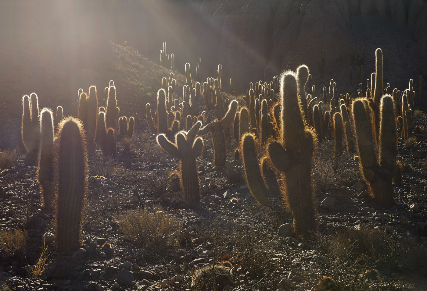 I found this cactus field at the roadside when driving in the Argentinean Puna. When realizing the sun was about to rise and back–light the cacti, I decided to stay and shoot some of the infinite compositions the field offered in wonderful light conditions.<br>Canon EOS 5D Mark IV, Tamron 24–70mm, f/14, 1/125 sec, ISO 100