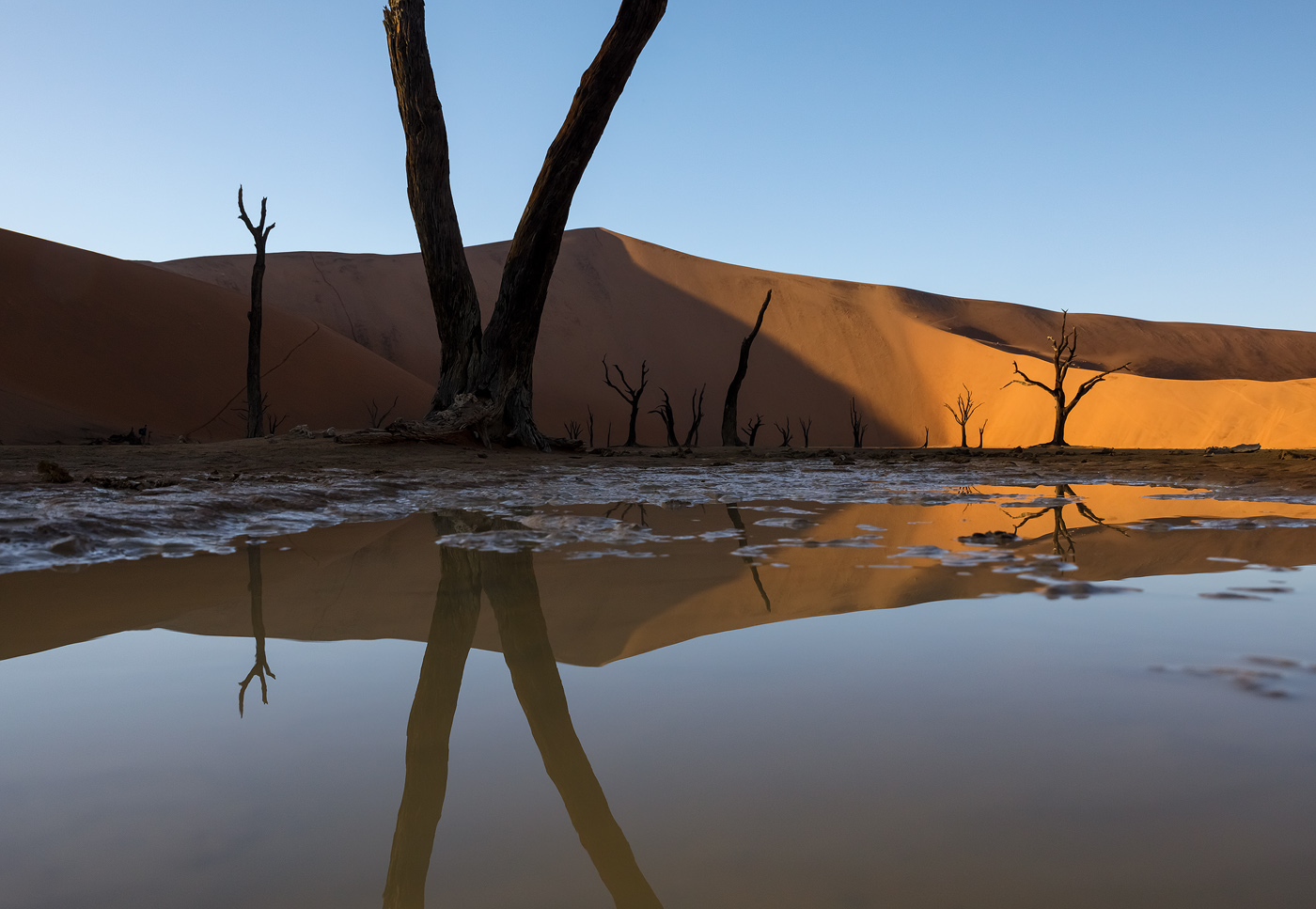 The dead camel thorn trees of Deadvlei reflecting in rainwater. The puddle was actually tiny, and to get the image to look like this I had to shoot at water level, getting mud all over the bottom of my camera.