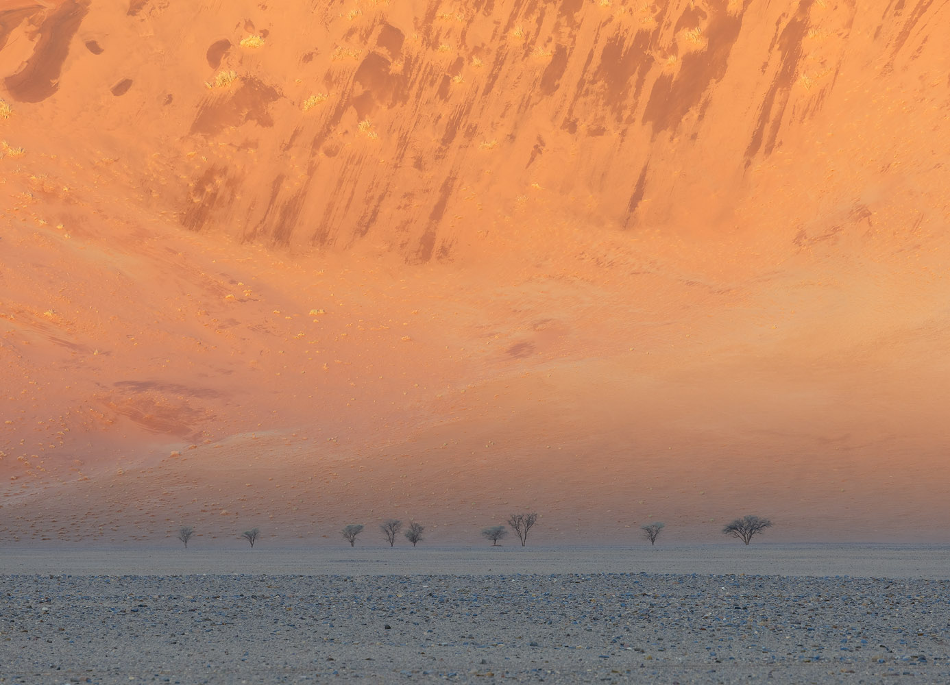 The rain had painted the dunes with wonderful dark brush strokes. Note how high the dunes are in comparison with the full size camel thorn trees!