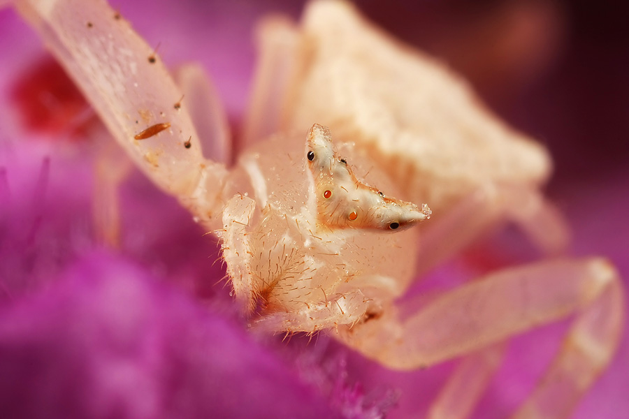 A crab spider shot from a distance of 5cm, showing the kind of proximity characterizing macro photography. A crab spider shot from a distance of 5cm, showing the kind of proximity characterizing macro photography.