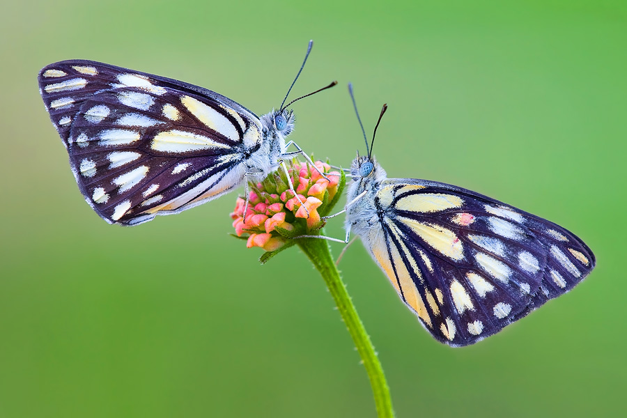 Even when shooting a relatively large object such as a pair of butterflies, the shooting distance is a mere few tens of centimeters. Even when shooting a relatively large object such as a pair of butterflies, the shooting distance is a mere few tens of centimeters.