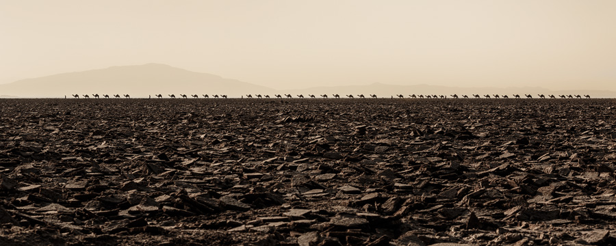 This was just a part of a longer salt caravan on its way back to the Afar region. Canon 5D Mark III, Canon 70-300mm F4-5.6L IS