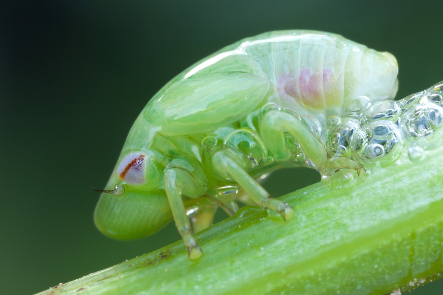 A spittlebug nymph, 3mm in length, sucking the fluid out of the plant it's found on and secreting it out of its backside as foam. Removing the foam gently for a short time does not hurt the creature, as it starts producing it again immediately. Yet removing the nymph from this branch would result in its death, since it wouldn't be able to produce this protective substance anymore.