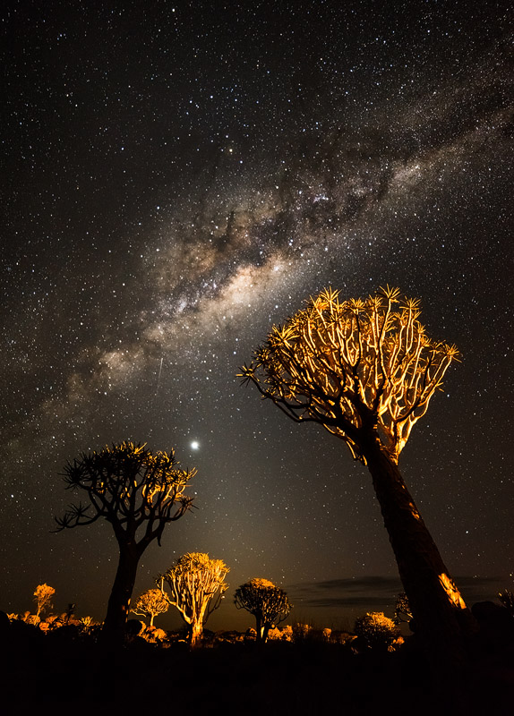 'Phototaxis', Quiver Tree Forest, Namibia, March 2014. The Milky Way seems to attract the trees, thus made a critical element of the image.