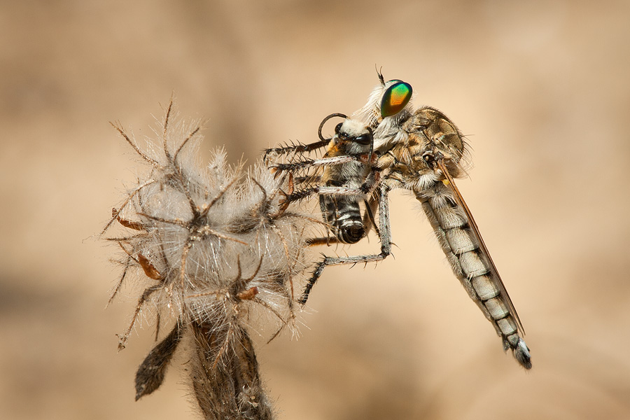 A robber fly is in an especially compromised situation while feeding. If we get too close and frighten it- it will often abandon its hard-earned prey and run for its life. This can mean death instead of life for this magnificent hunter.