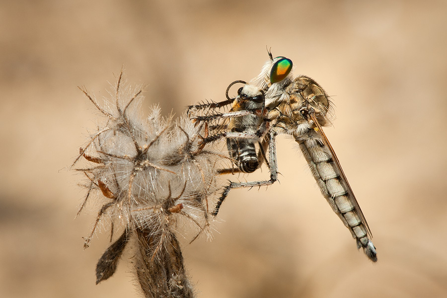 A robber fly is in an especially compromised situation while feeding. If we get too close and frighten it- it will often abandon its hard-earned prey and run for its life. This can mean death instead of life for this magnificent hunter. A robber fly is in an especially compromised situation while feeding. If we get too close and frighten it- it will often abandon its hard-earned prey and run for its life. This can mean death instead of life for this magnificent hunter.