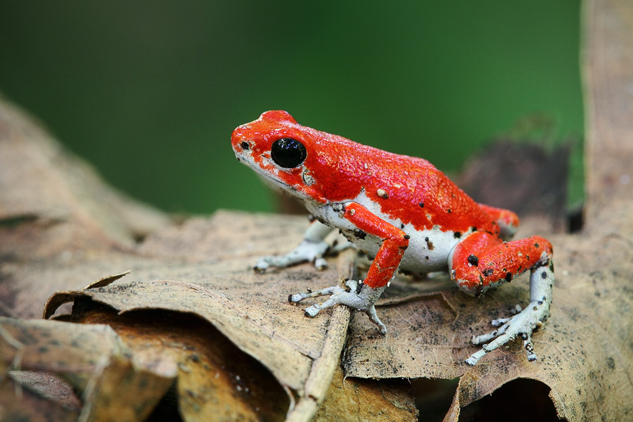 A red strawberry poison-dart frog (Dendrobates pumilio), found in the jungle on Bastimentos Island, Bocas del Toro, Panama. Local children capture these poor, delicate creatures and offer tourists to take picture for a Dollar. I cannot tolerate this behavior toward wild animals, and so I had to chase this frog for about 2 hours before I could get some decent shots.