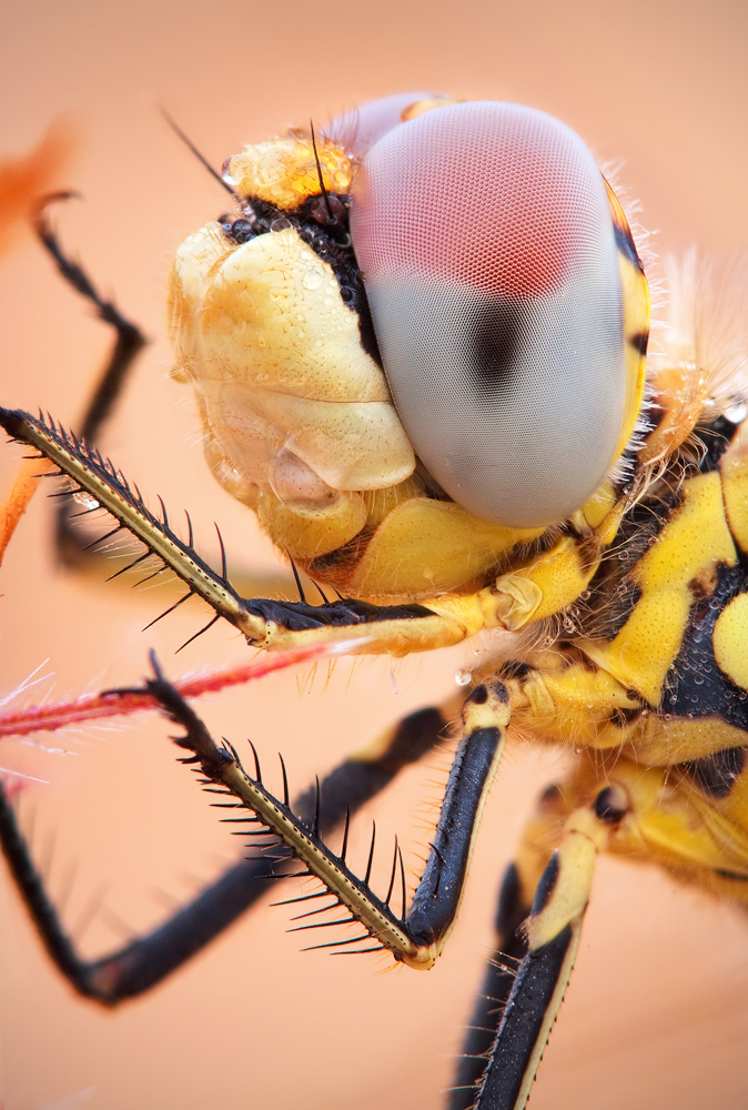 Those Eyes, see every hexagon in dragonfly eye, magnificent creature, focus stack, natural light