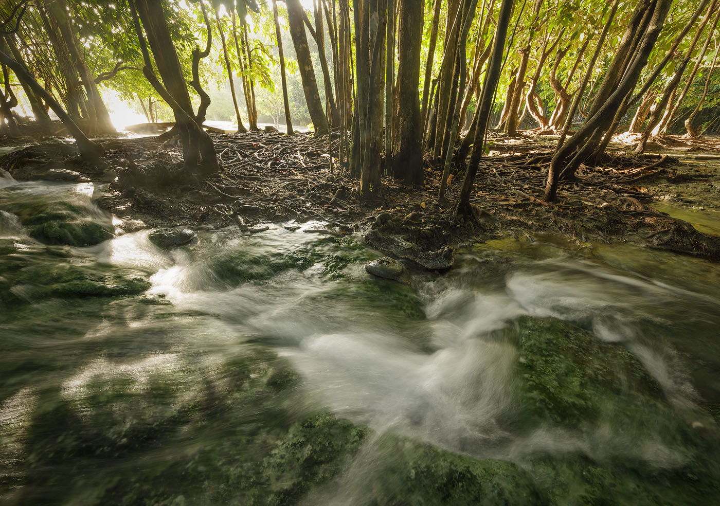Discover The Most Historic Forests Of Thailand: Echoes Of The Past In Emerald Canopies