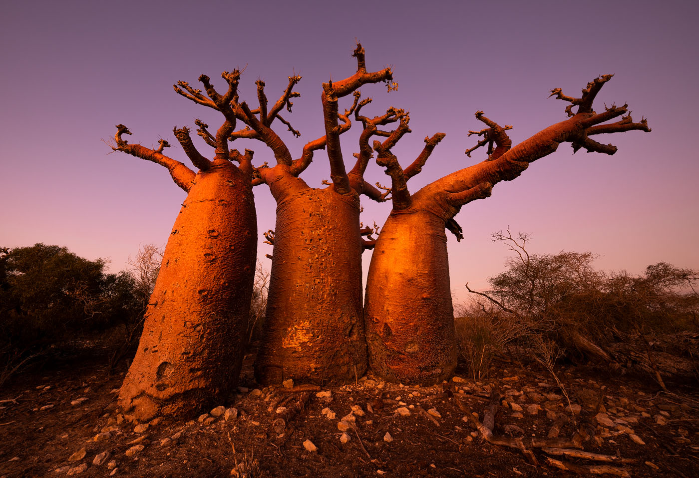 Turnip Farm The beautiful, reddish fat baobabs are found around