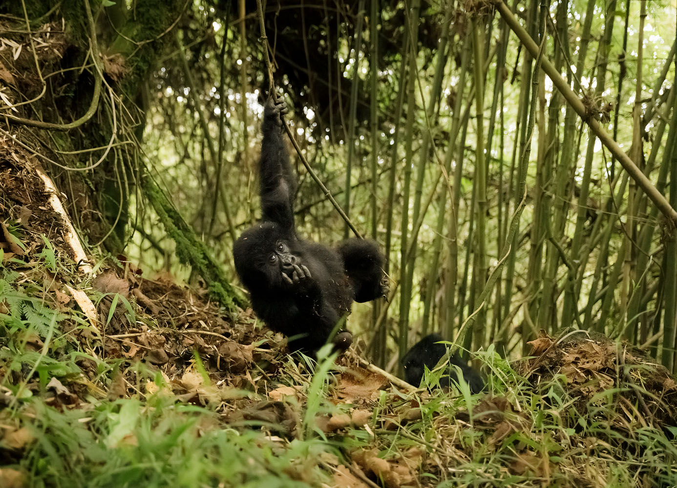Swinging Low A baby mountain gorilla having fun dangling from vines in the early morning