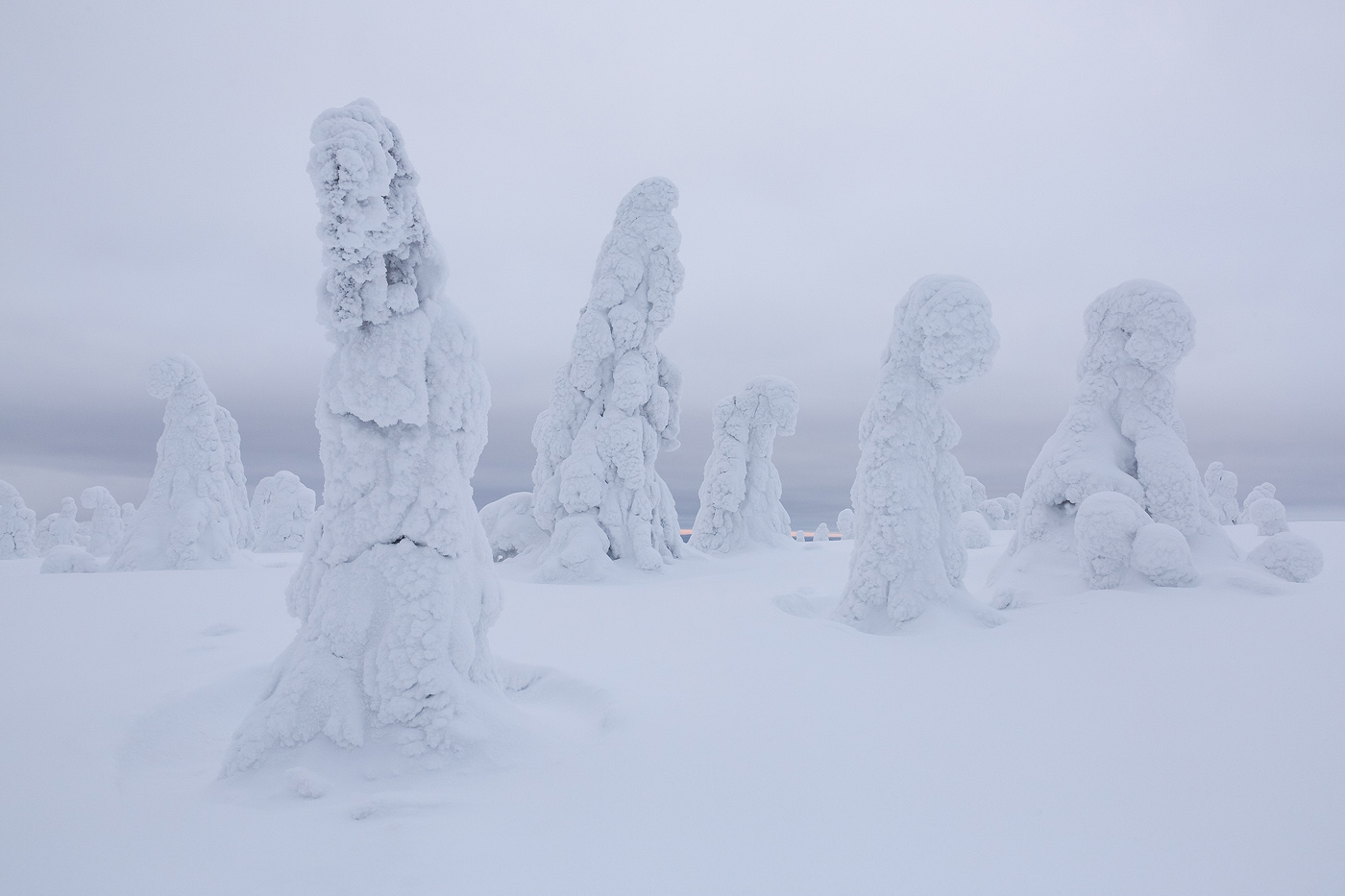 Snow Pillars - Snow-laden trees stand silently on a cloudy morning in ...