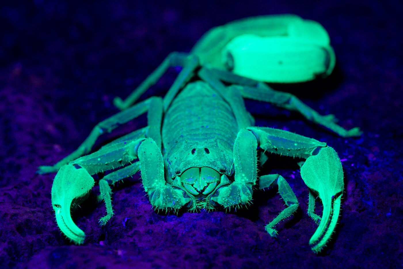 ScorpiUV II, scorpion under UV light, black light, macro, Boca Del