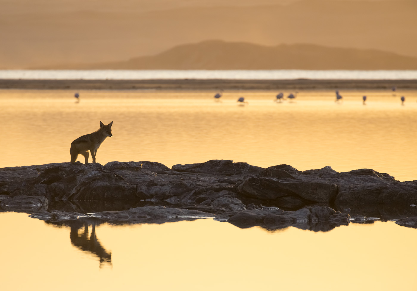 Shearwater Model Shoot A friendly jackal posed for me as I visited