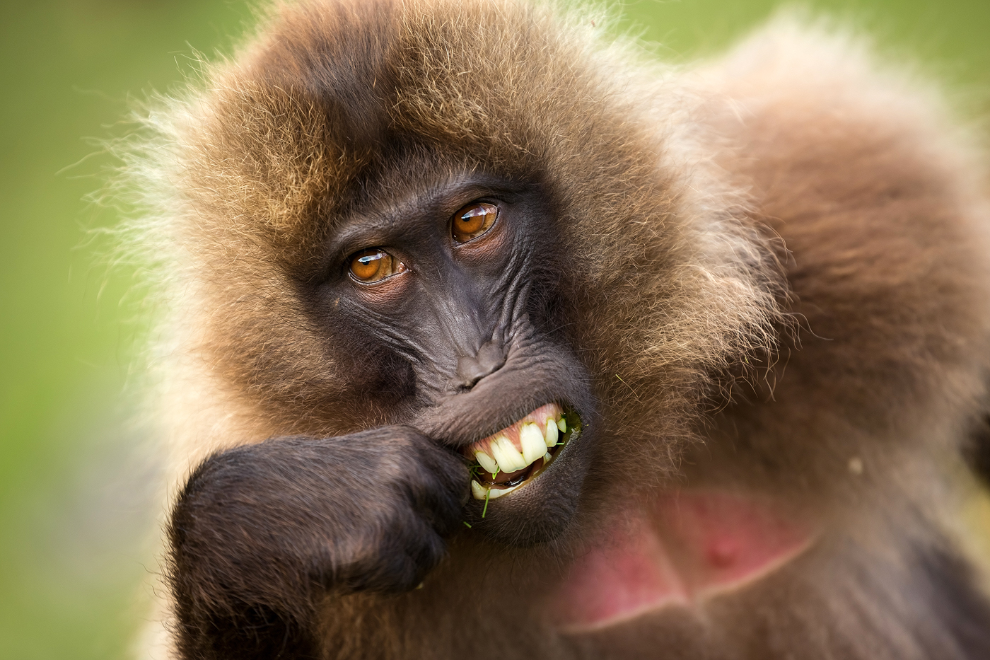 Я вижу бабуин. Monkey see Monkey do.