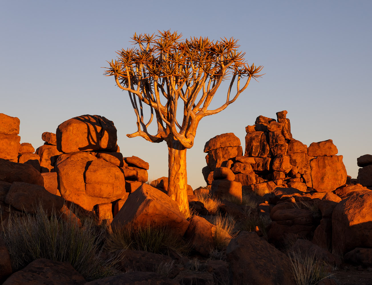 Red sunset colors on a lone quiver tree