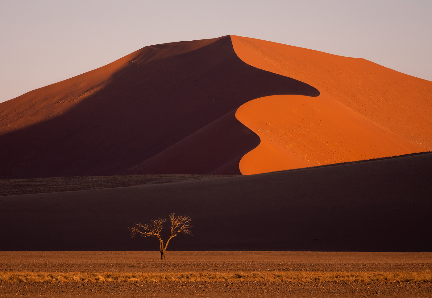 Camelthorn trees dwarfed by a beautiful red dune