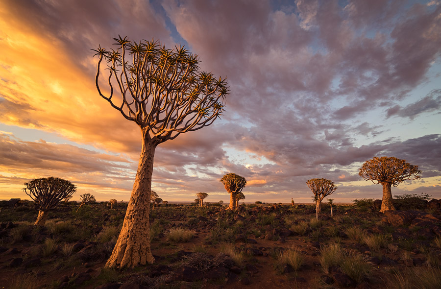 Sunrise at Quiver Tree Forest